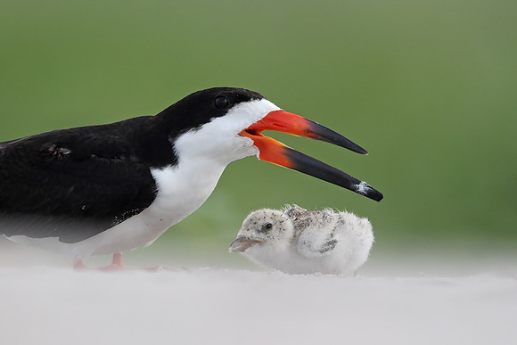 Black Skimmer
