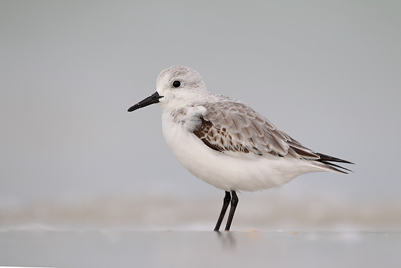 Sanderling