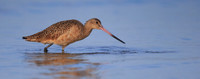 Marbled Godwit
