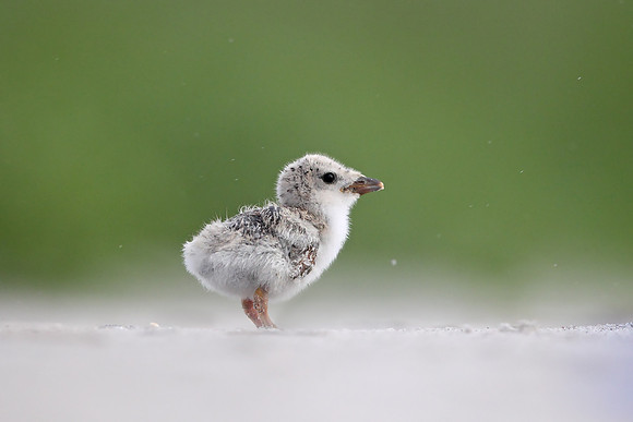 Black Skimmer