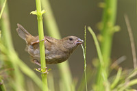 Black-faced Grassquit
