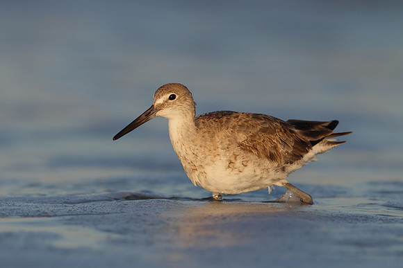 Willet