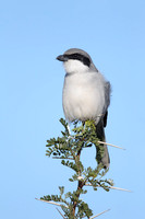 Southern Grey Shrike "elegans"