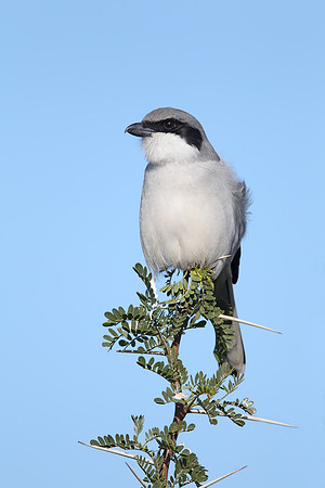 Southern Grey Shrike "elegans"