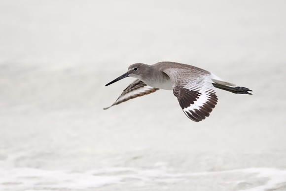 Willet