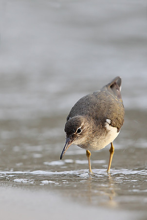 Spotted Sandpiper