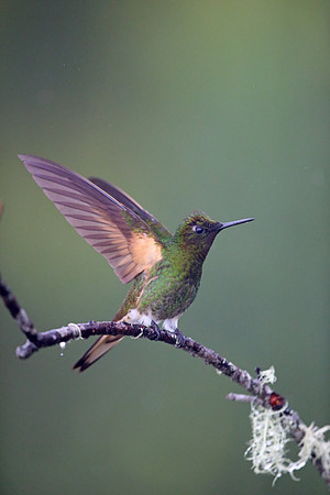 Buff-tailed Coronet