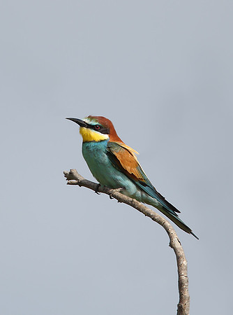 European Bee-eater