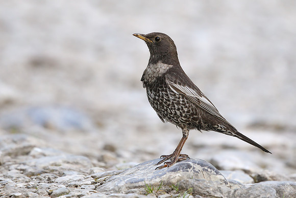 Ring Ouzel