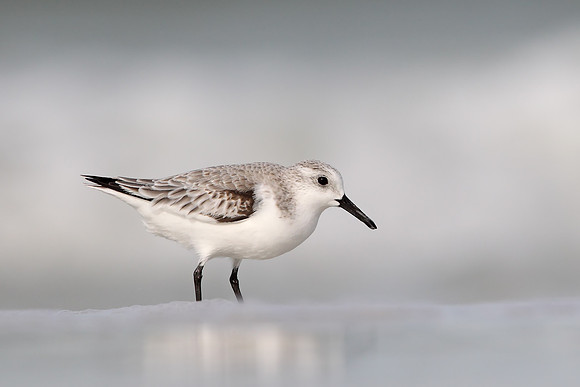 ​Grey Plover