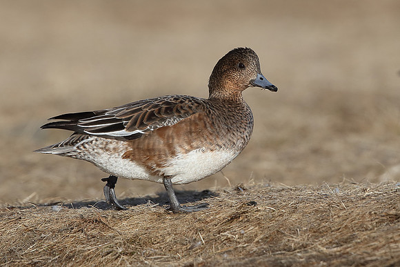 Wigeon