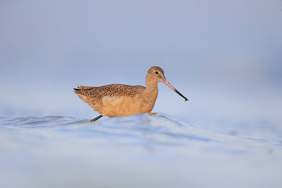 Marbled Godwit