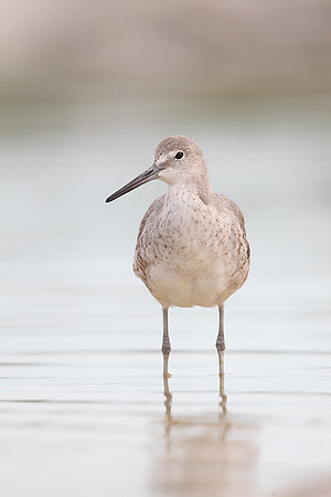 Willet