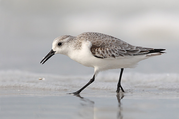 Sanderling