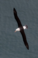 Black-browed albatross