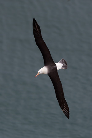 Black-browed albatross