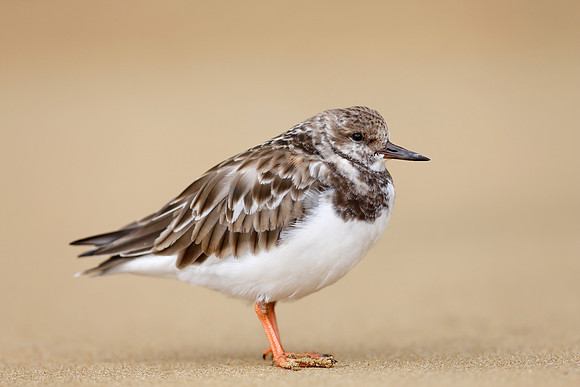 Turnstone
