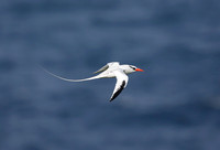 Red-billed Tropicbird