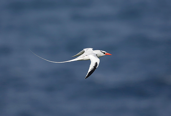 Red-billed Tropicbird