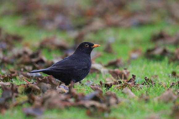 Blackbird