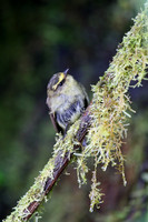 Yellow-bellied Chat-Tyrant