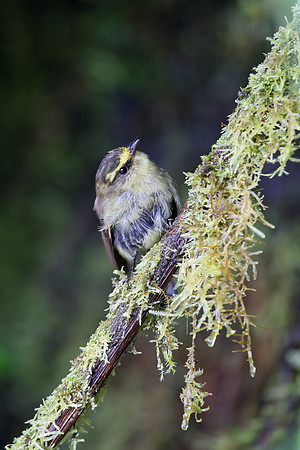 Yellow-bellied Chat-Tyrant