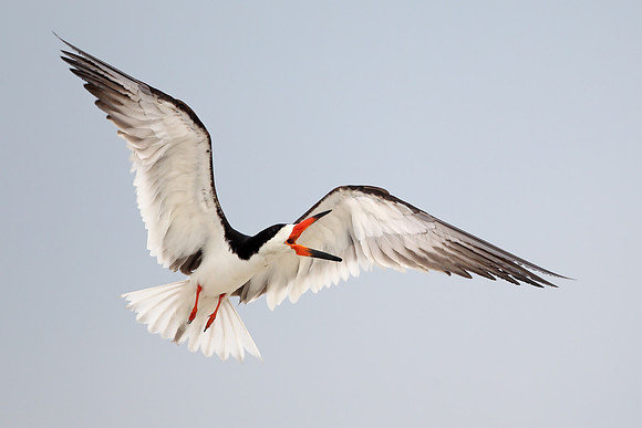 Black Skimmer