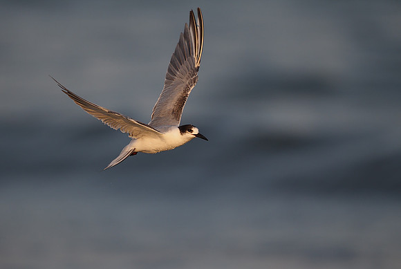White-cheeked Tern