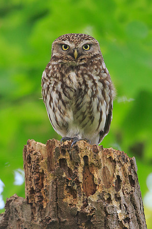 Little Owl