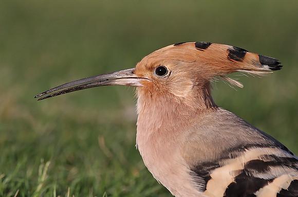 Hoopoe