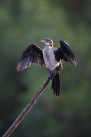 Cormorants