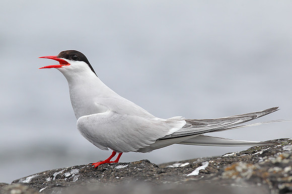 Arctic Tern