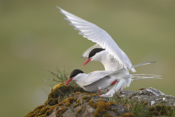 Arctic Tern