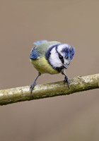 Blue Tit