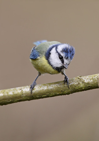 Blue Tit