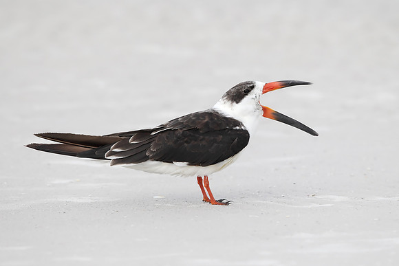 Black Skimmer