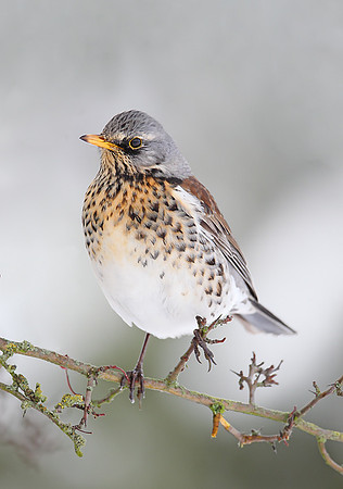 Fieldfare