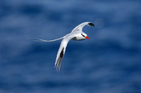 Red-billed Tropicbird
