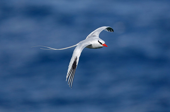Red-billed Tropicbird