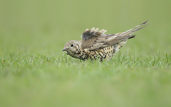 Mistle Thrush