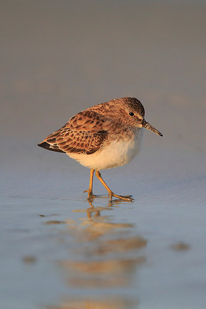 Least Sandpiper
