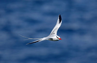 Red-billed Tropicbird
