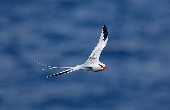 Red-billed Tropicbird