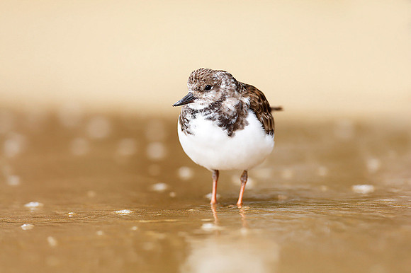 Turnstone