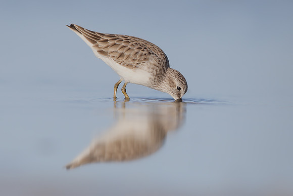 Least Sandpiper