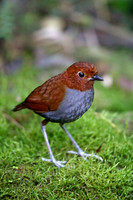 Bicoloured Antpitta
