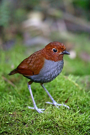 Bicoloured Antpitta