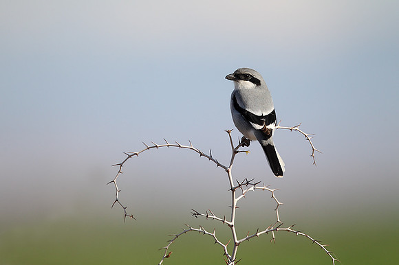 Southern Grey Shrike "elegans"