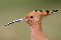 Hoopoe