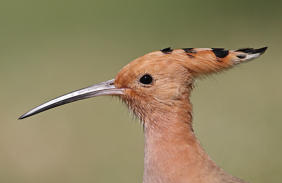 Hoopoe